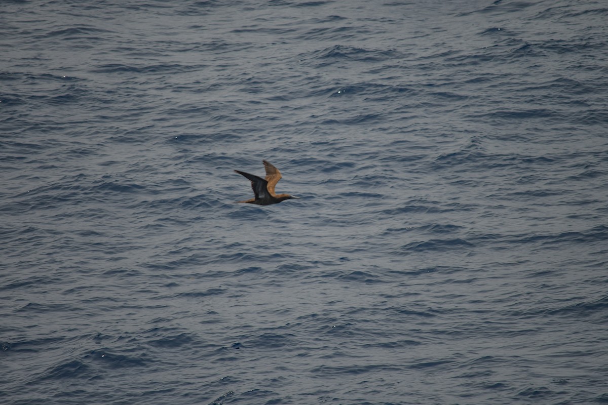 Brown Booby - Ashley Harold