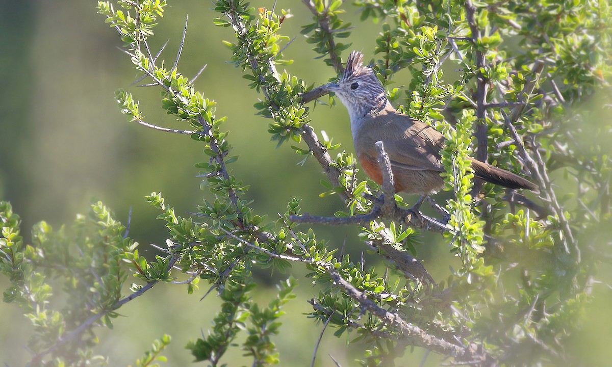 Gallito Copetón - ML619527161