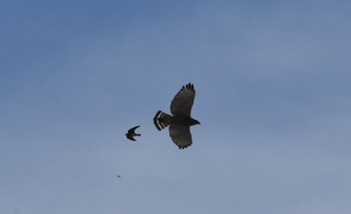 Gray Hawk - Janine McCabe