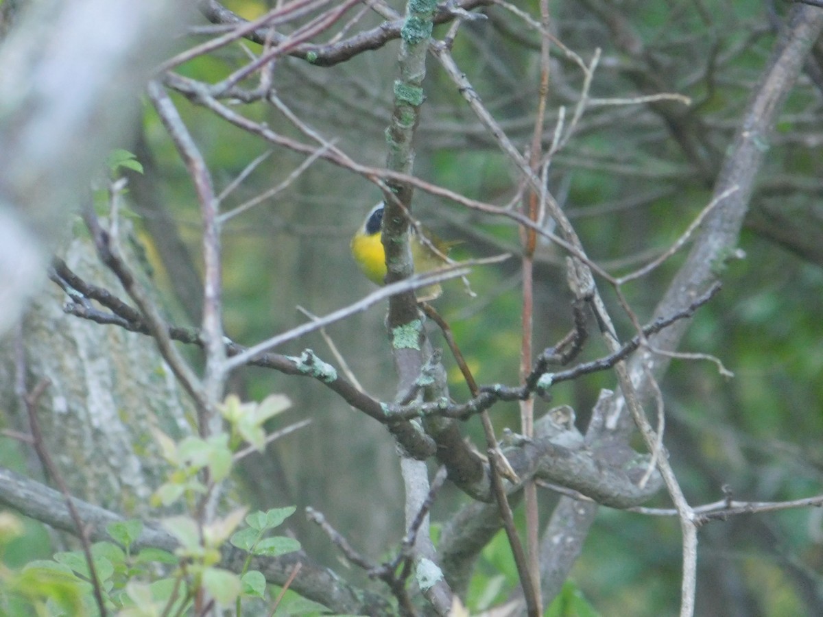 Common Yellowthroat - Arrow Z L