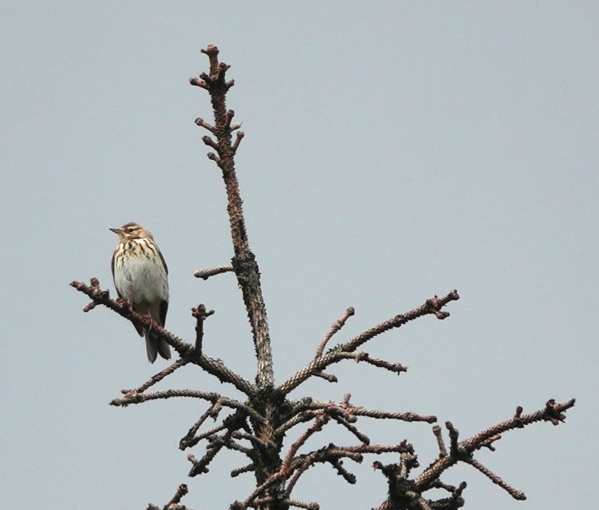 Tree Pipit - Christian Doerig