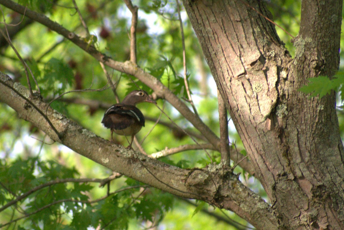 Wood Duck - Lee Toomey