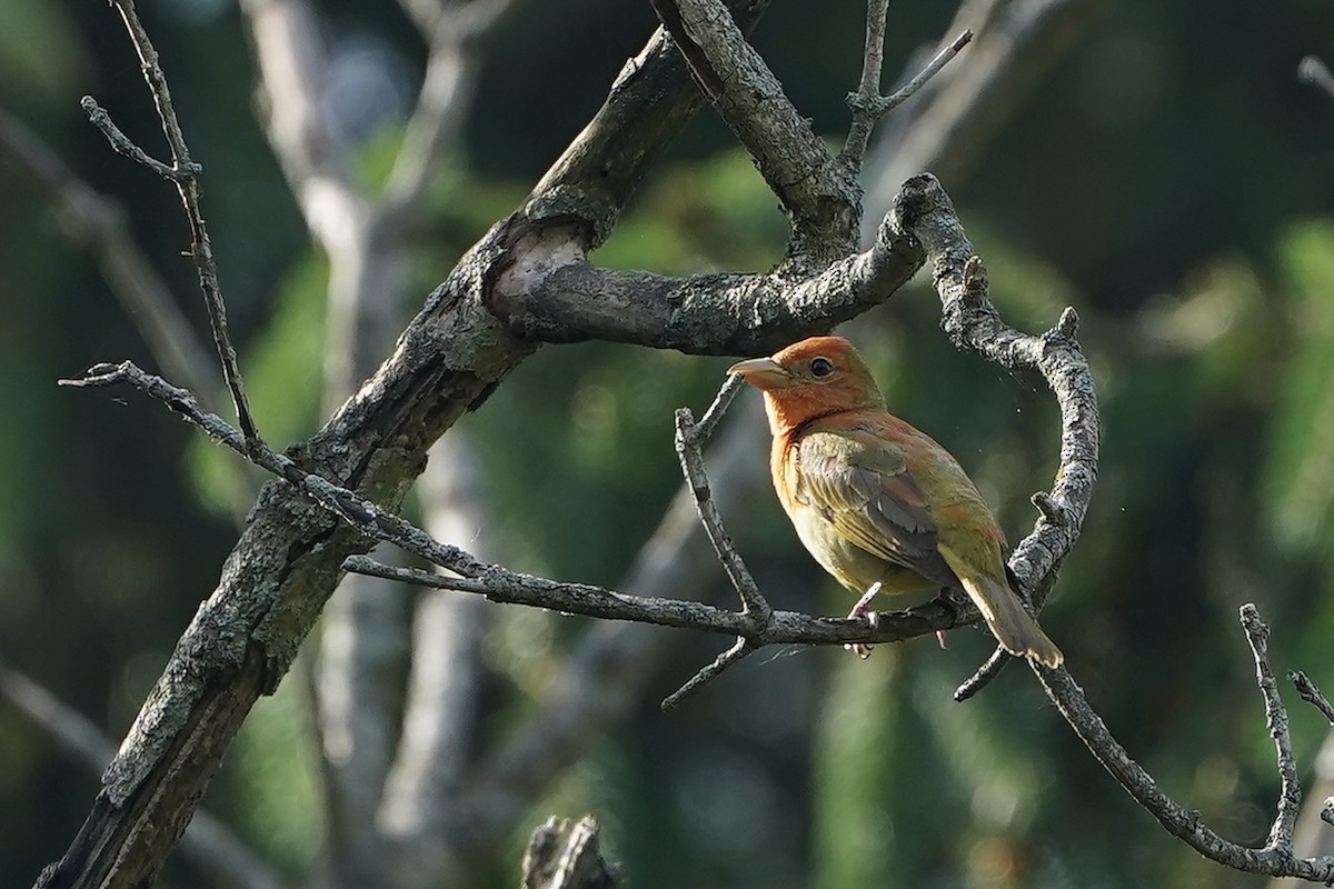 Summer Tanager - Lee Funderburg