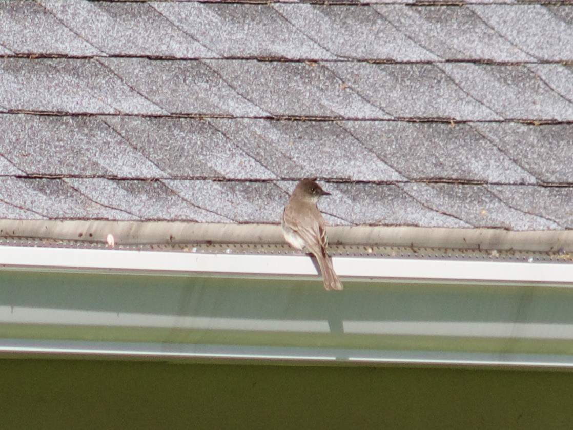 Eastern Phoebe - Sarah R