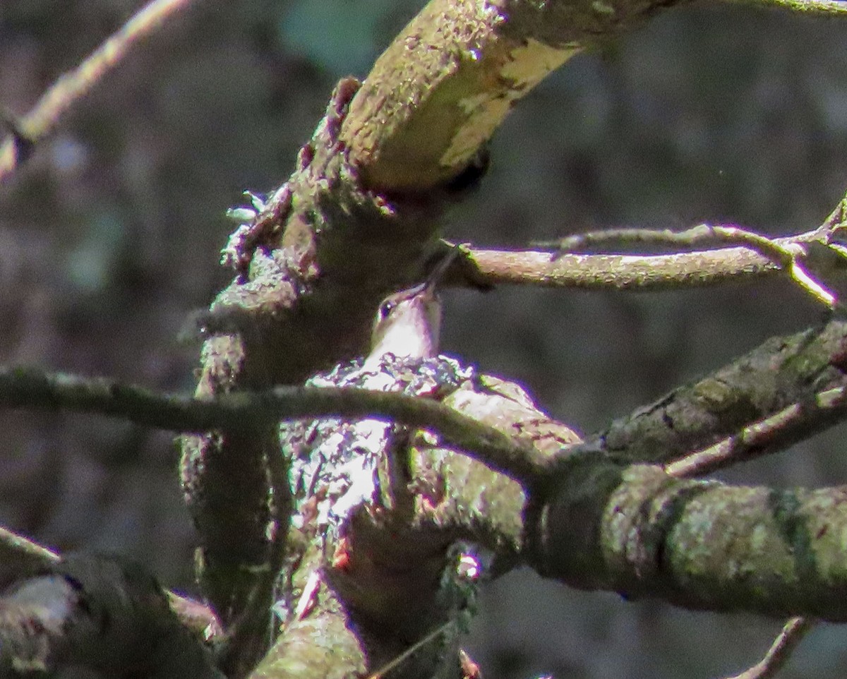 Yakut Boğazlı Kolibri - ML619527188