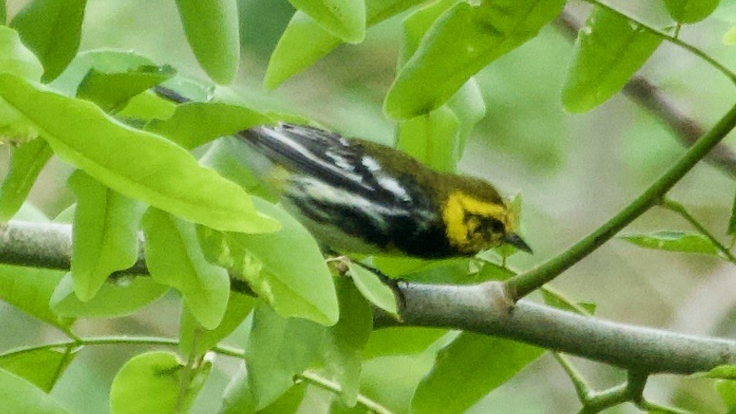 Black-throated Green Warbler - Jan Ekkers