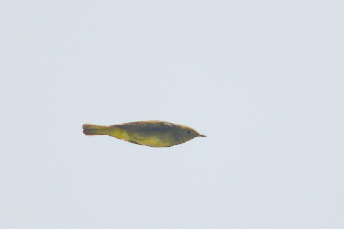 new world warbler sp. - Ashley Harold