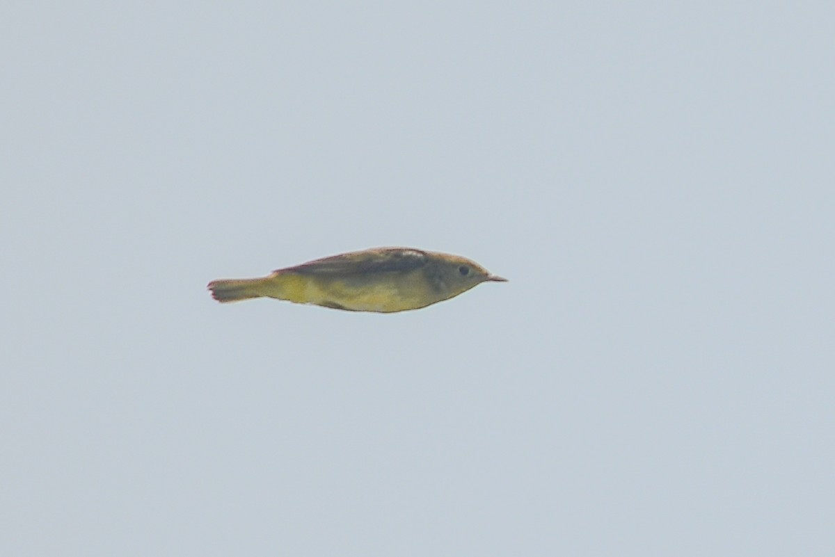 new world warbler sp. - Ashley Harold