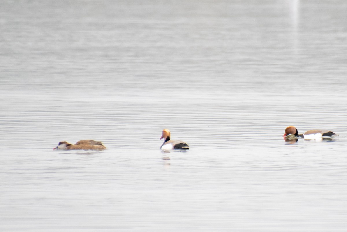 Red-crested Pochard - Mónica Thurman