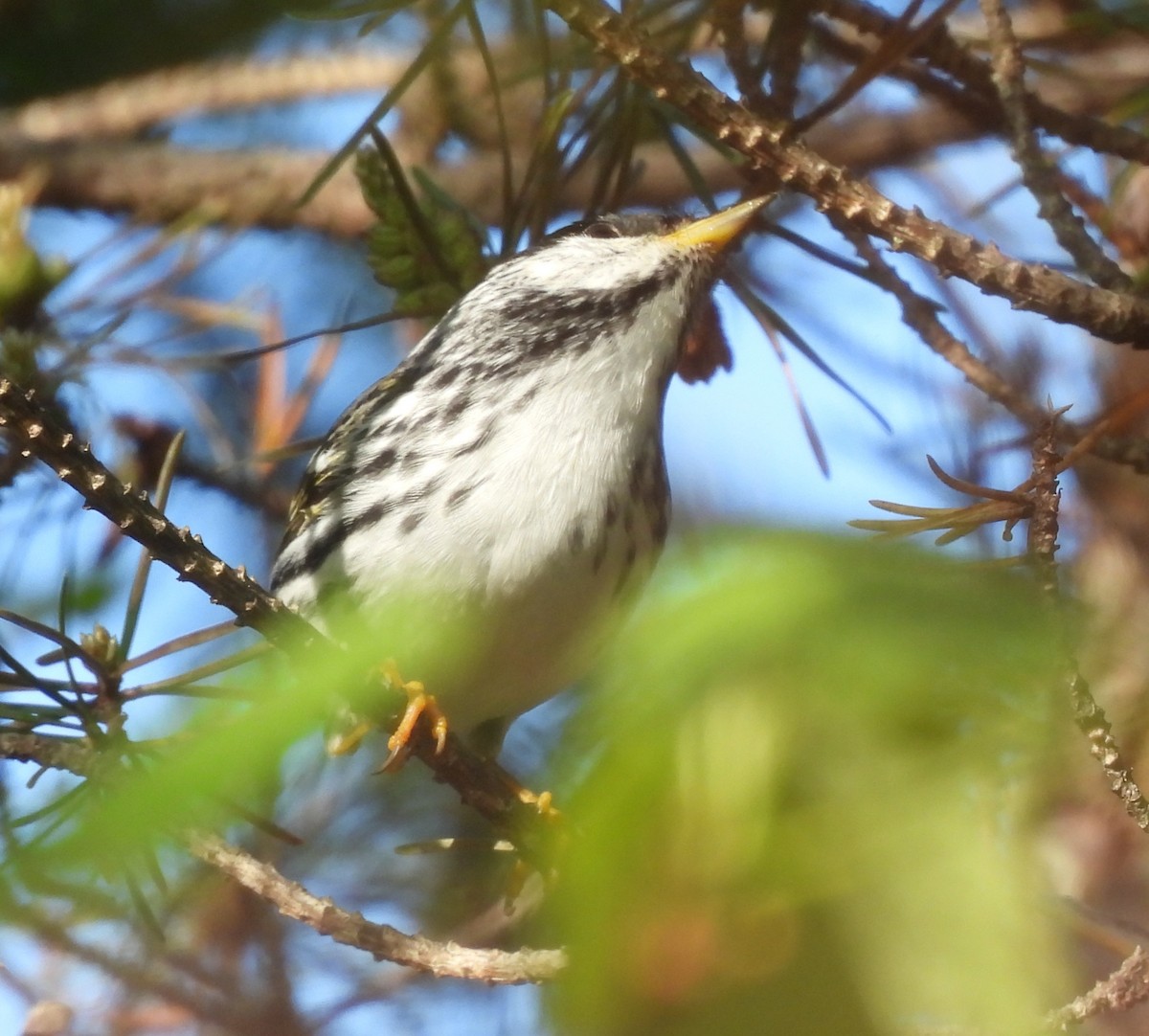 Blackpoll Warbler - Rhonda Langelaan