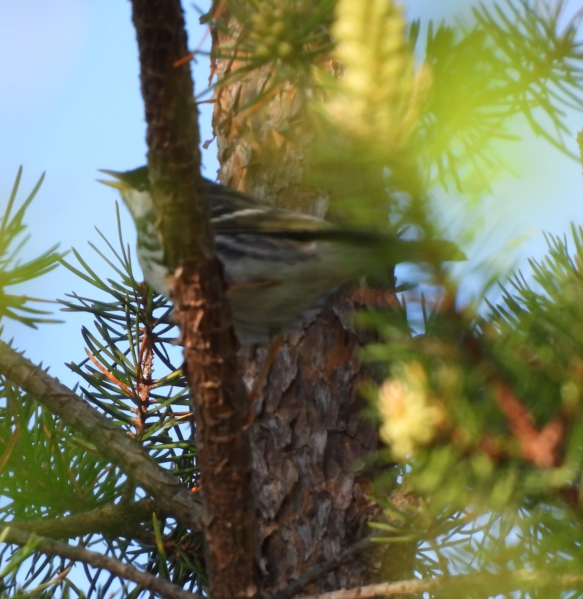 Blackpoll Warbler - Rhonda Langelaan