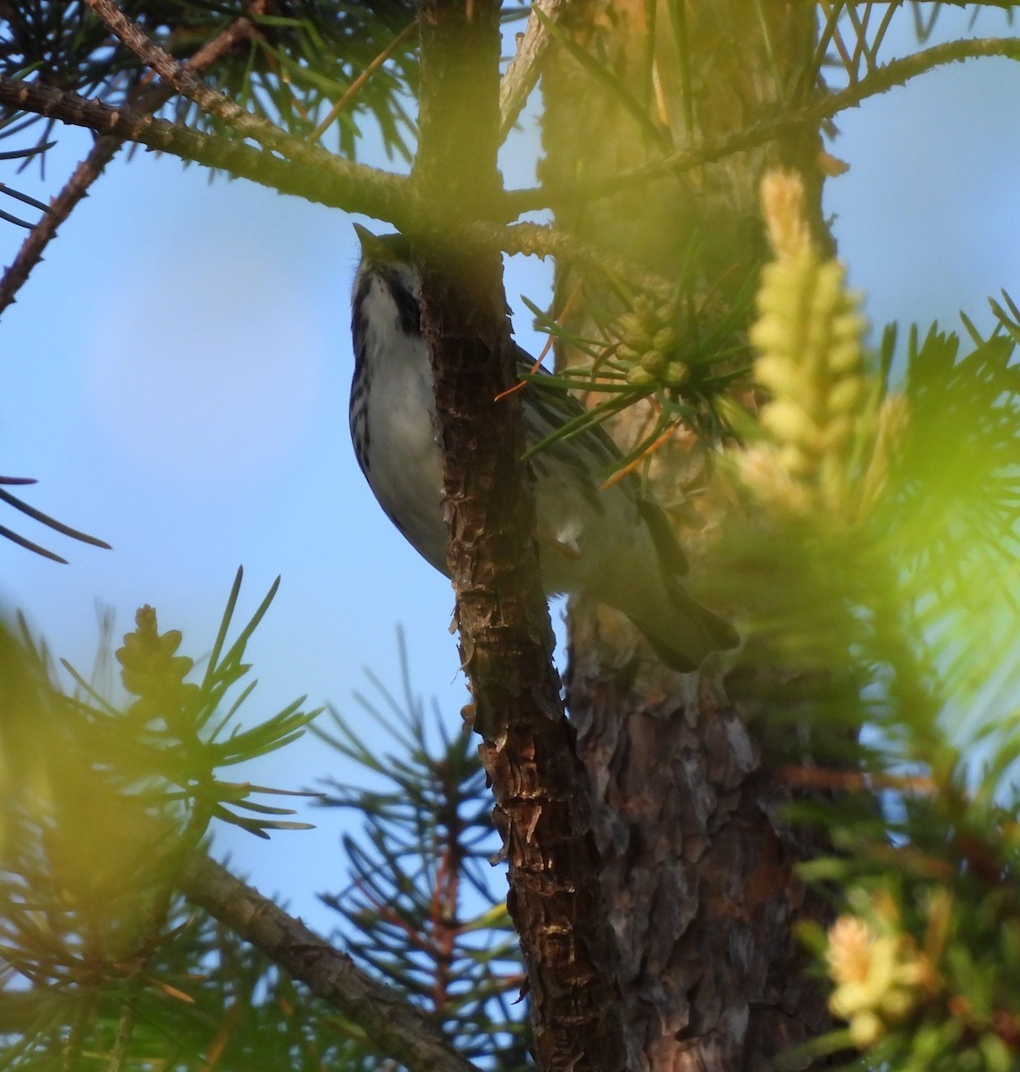 Blackpoll Warbler - Rhonda Langelaan