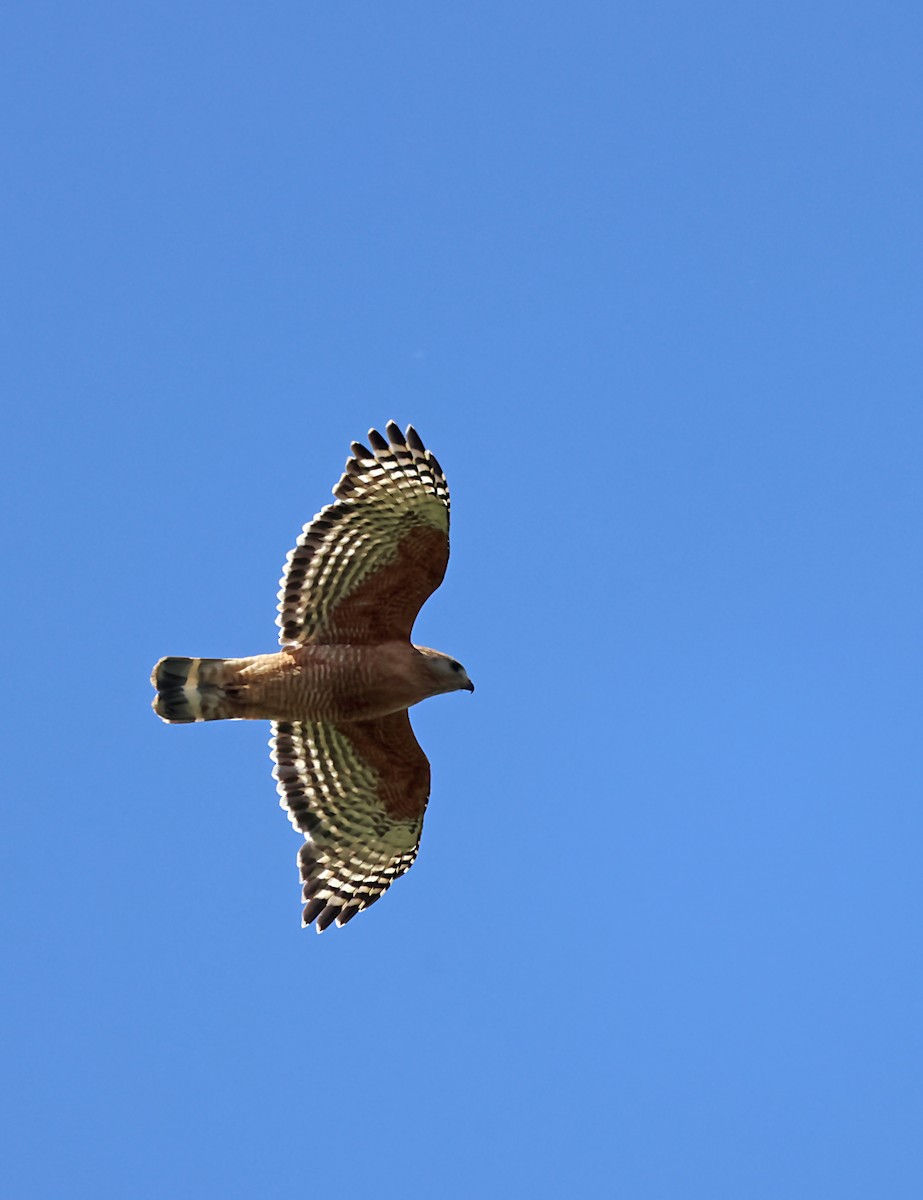 Red-shouldered Hawk - Karen Skelton