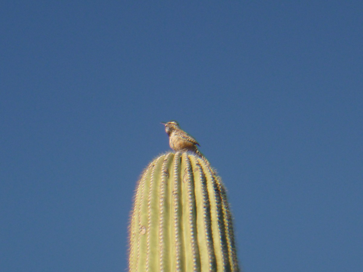 Kaktuszaunkönig - ML619527215