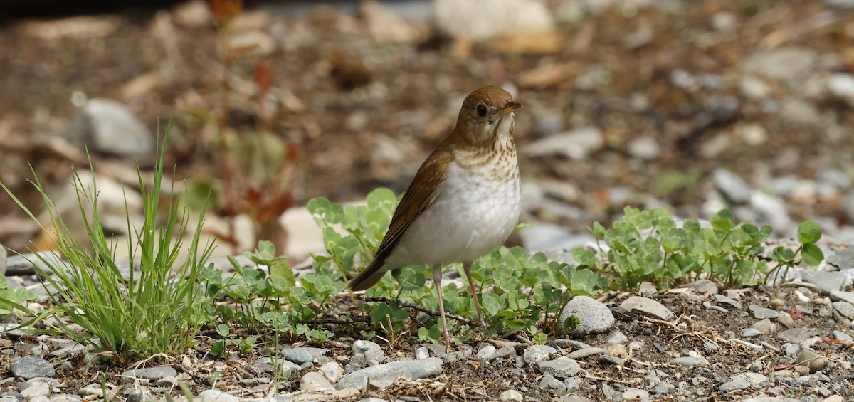 Veery - Jean-Pierre Gagné