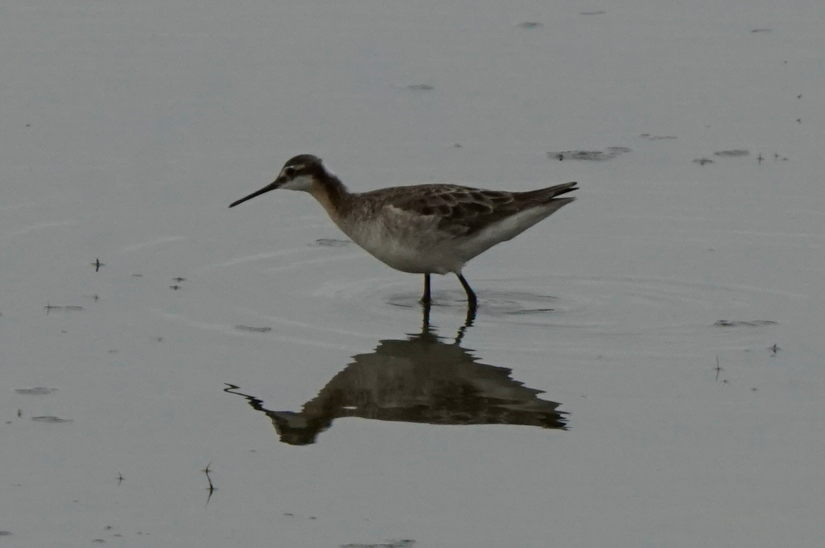 Wilson's Phalarope - Julia Black