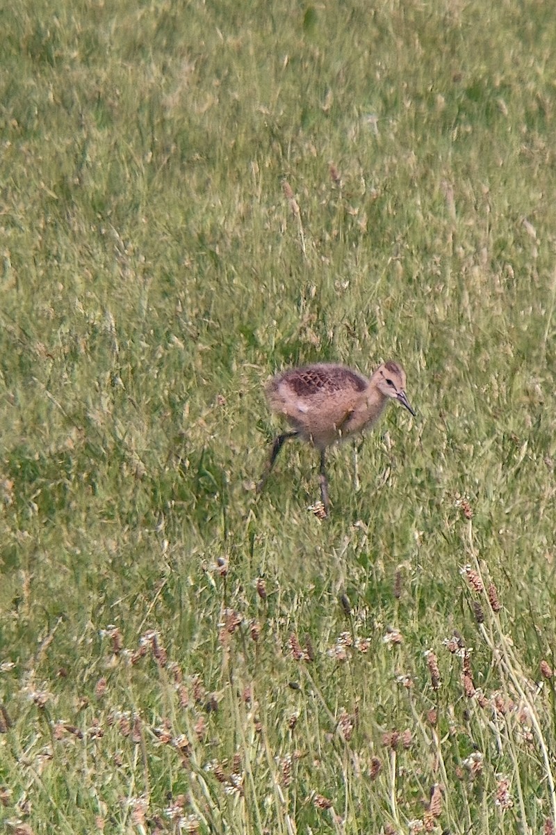 Black-tailed Godwit - Simon Landes