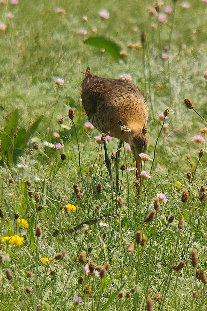 Black-tailed Godwit - Simon Landes