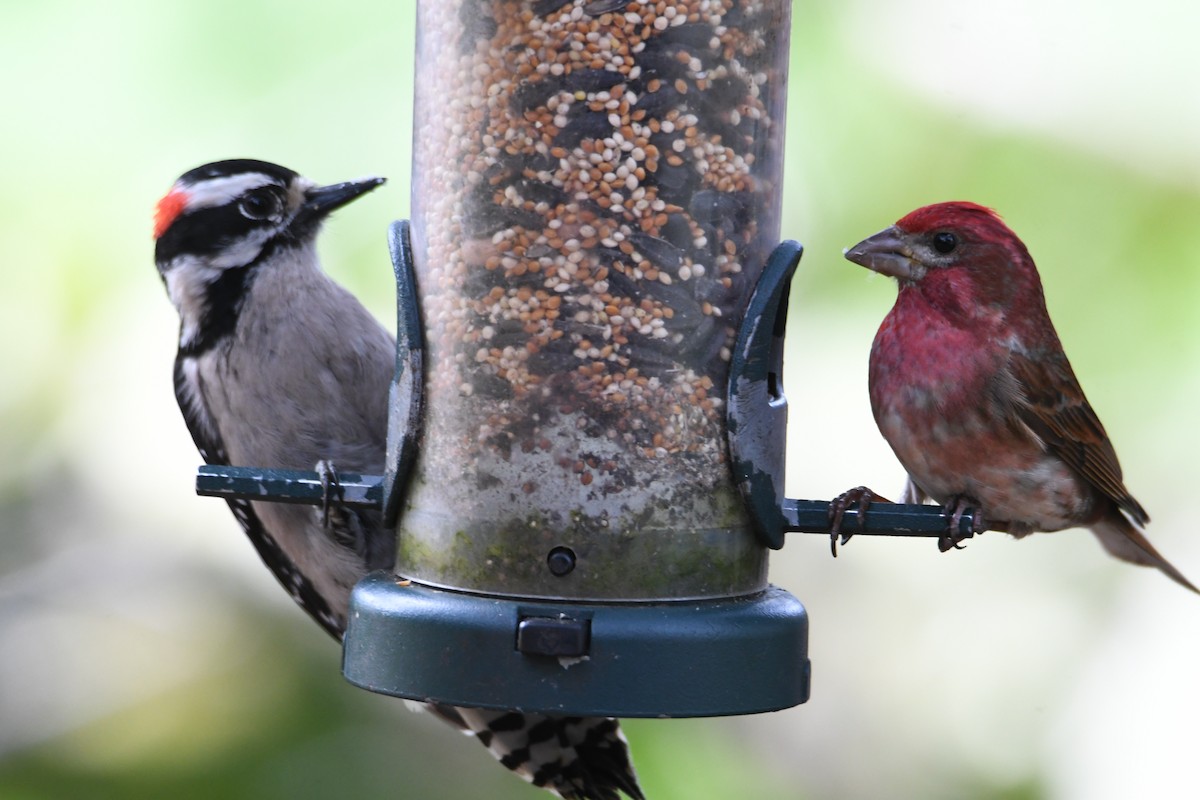 Downy Woodpecker - ML619527228