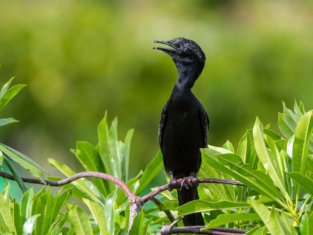 Little Cormorant - Michael Sanders