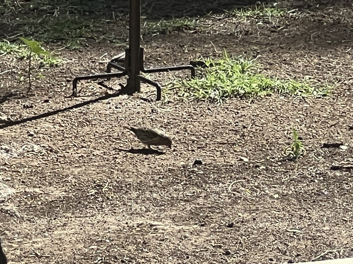 Pine Siskin - Krisha Paul