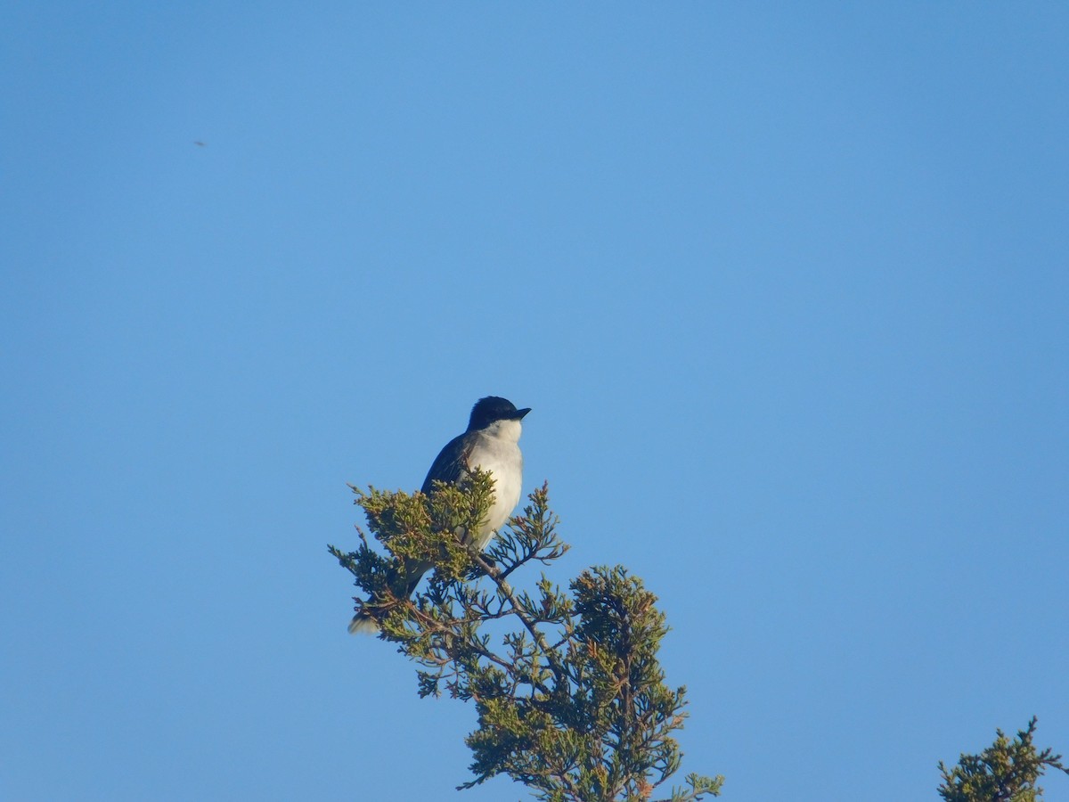 Eastern Kingbird - Arrow Z L