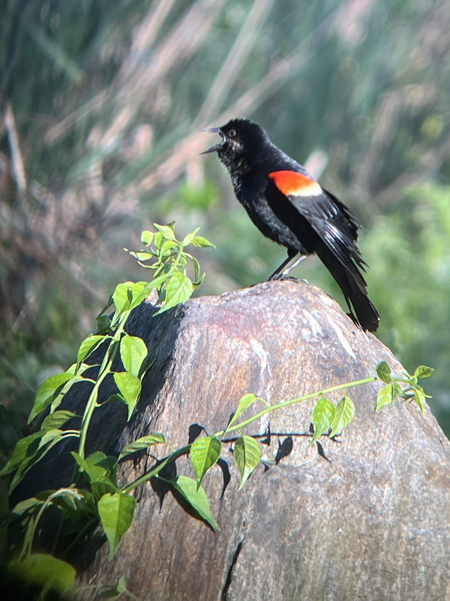 Red-winged Blackbird - Mot Hayes