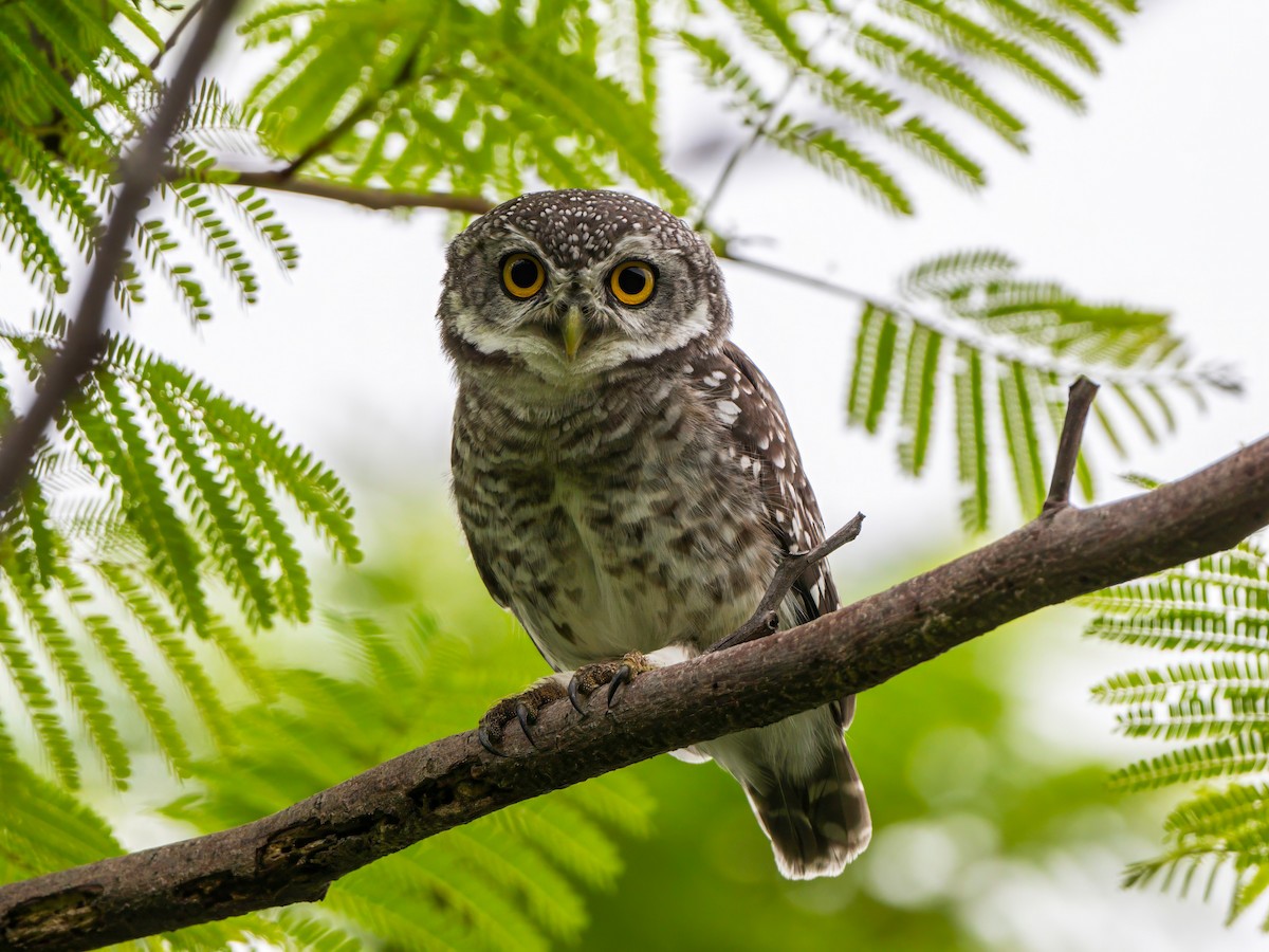 Spotted Owlet - Michael Sanders