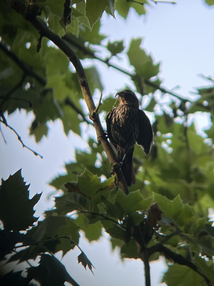 Red-winged Blackbird - Mot Hayes