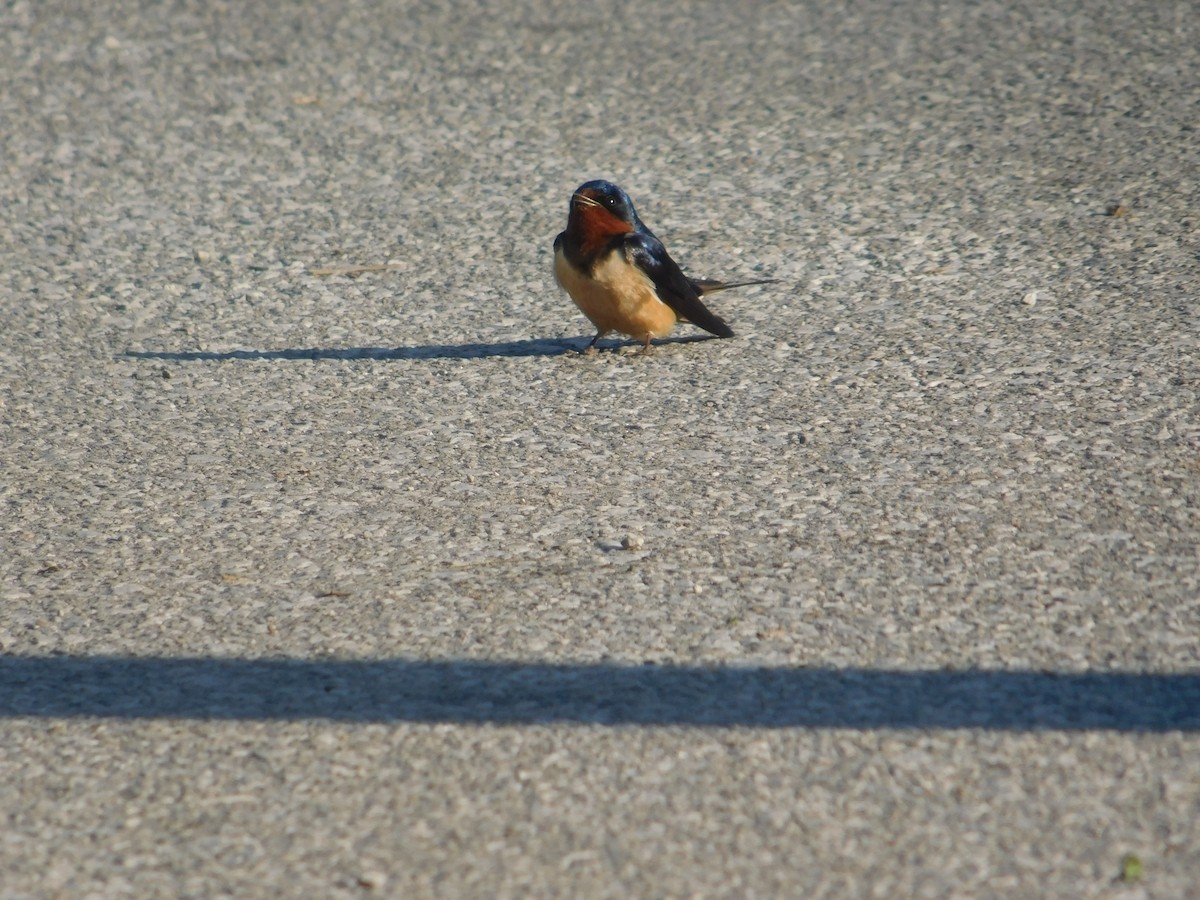 Barn Swallow - Arrow Z L