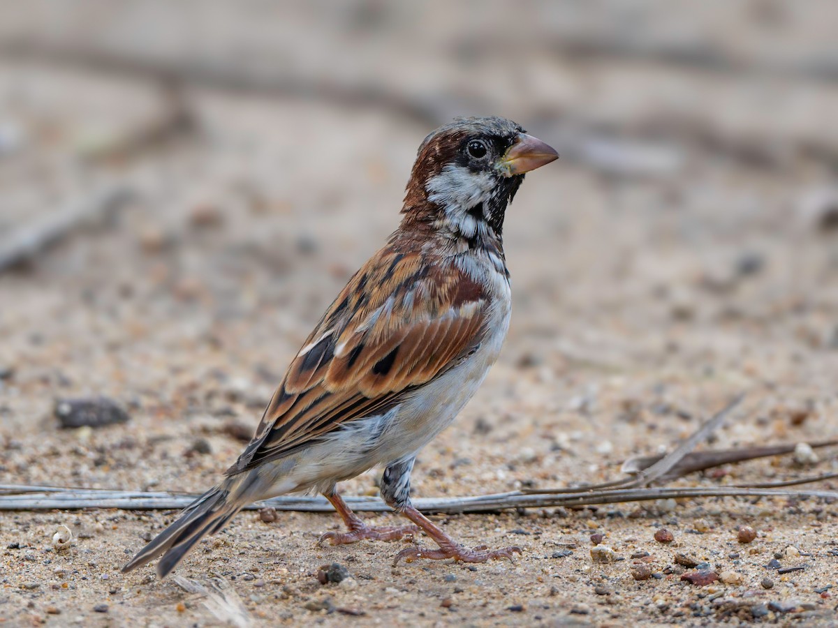 House Sparrow - Michael Sanders