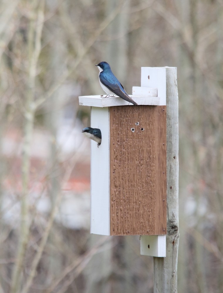 Tree Swallow - ML619527246