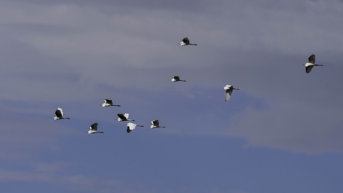 Great Egret - ML619527248