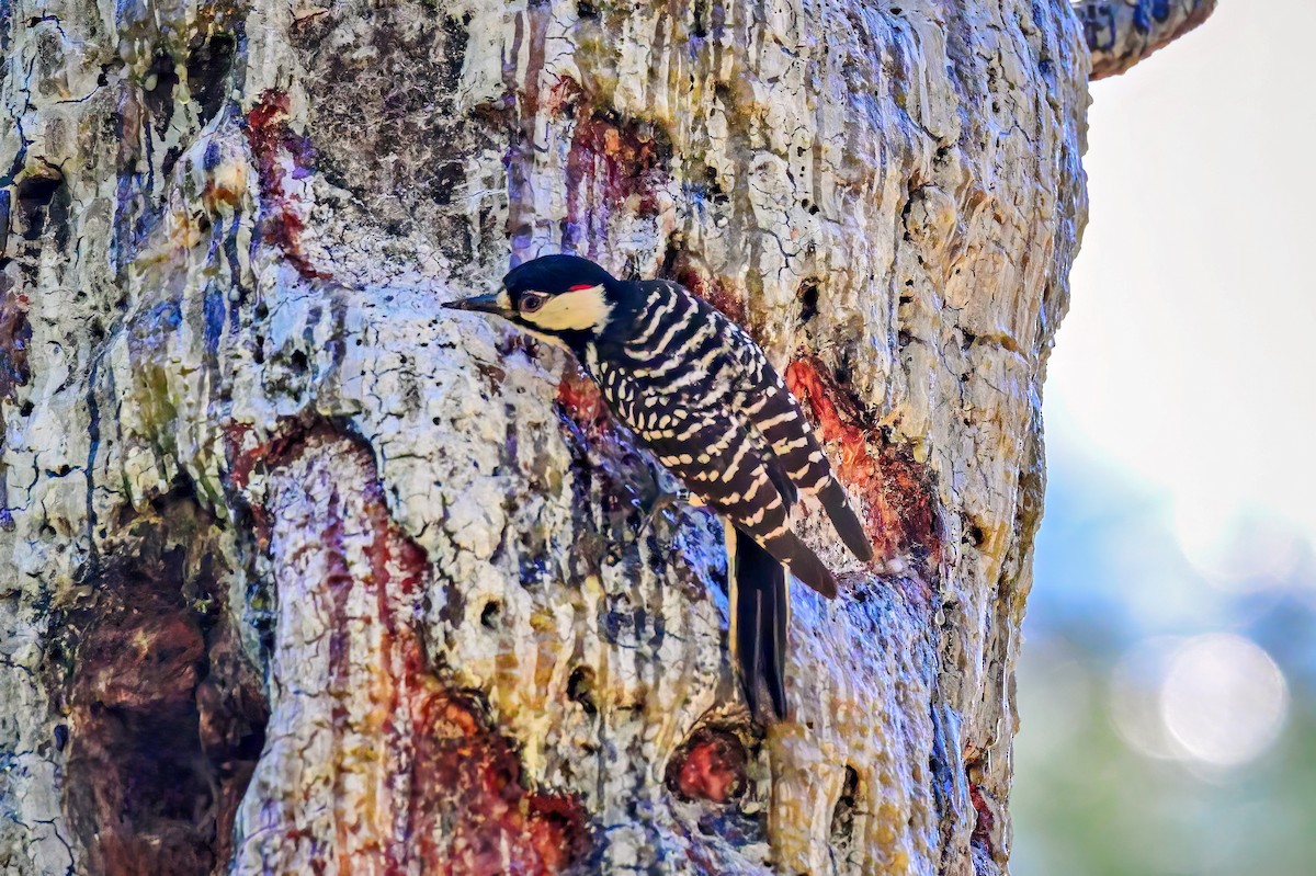 Red-cockaded Woodpecker - Richard Pockat
