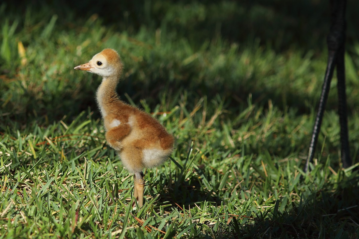 Sandhill Crane - ML619527265