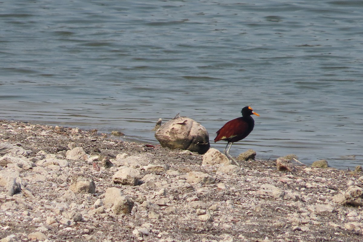 Northern Jacana - David Brinkman