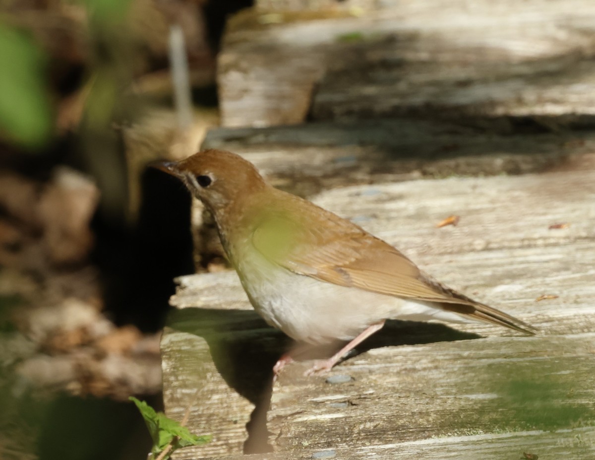 Veery - Jean-Pierre Gagné