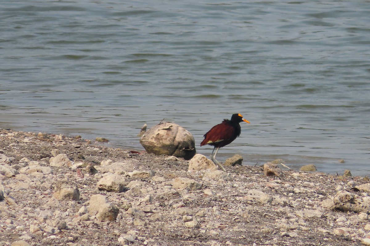 Northern Jacana - David Brinkman