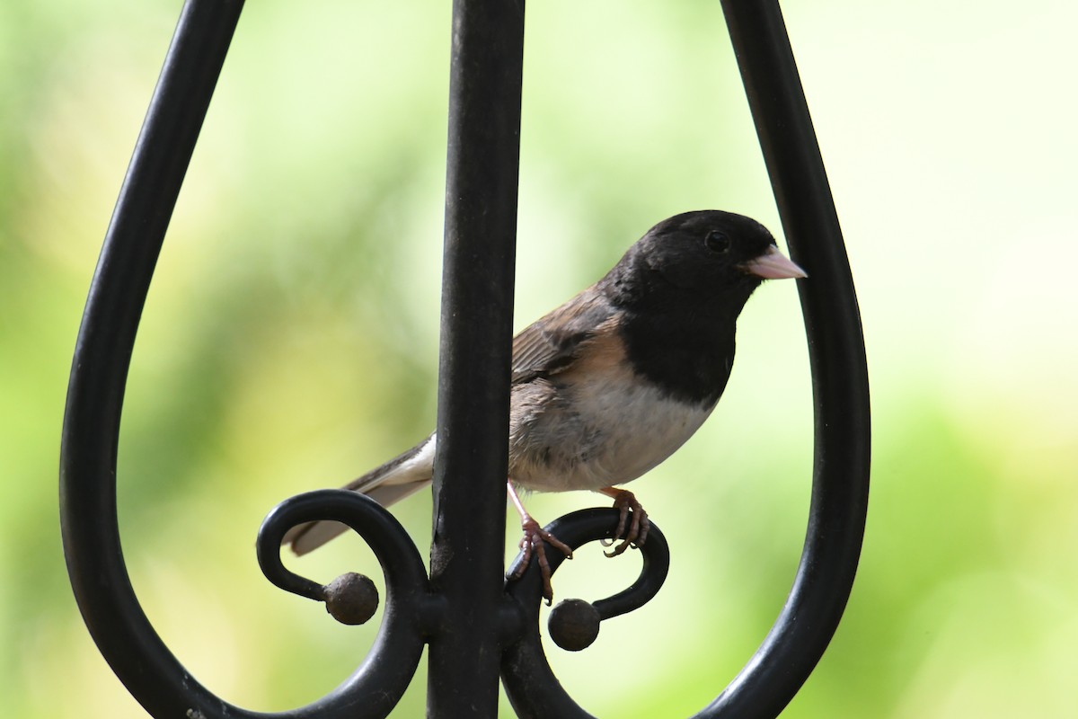 Dark-eyed Junco - John Cooper