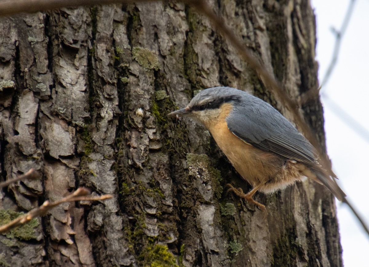 Eurasian Nuthatch - Mónica Thurman