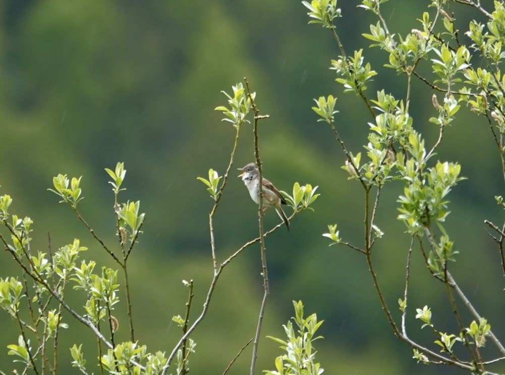 Greater Whitethroat - Seppo Hjerppe