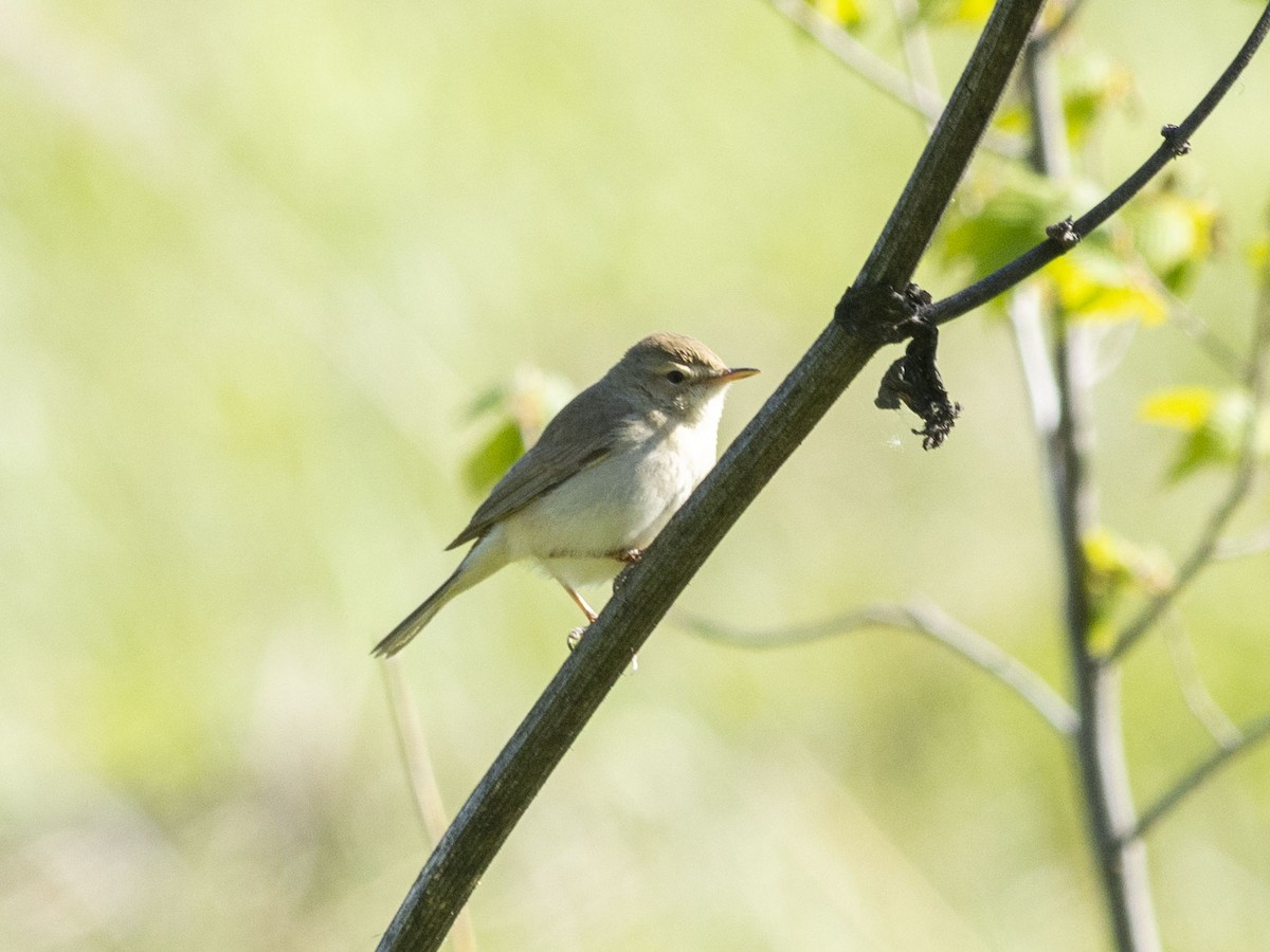 Booted Warbler - Boris Georgi