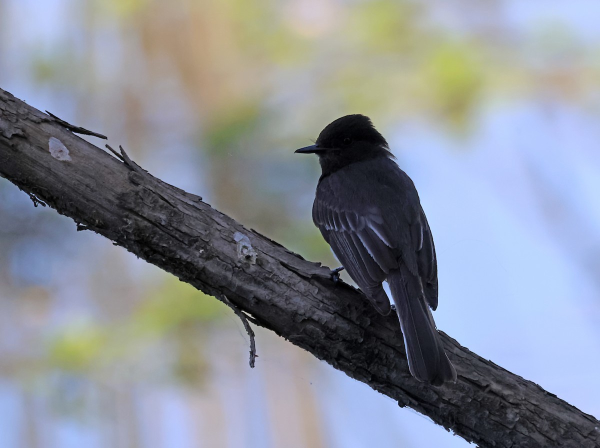 Black Phoebe - Karen Skelton