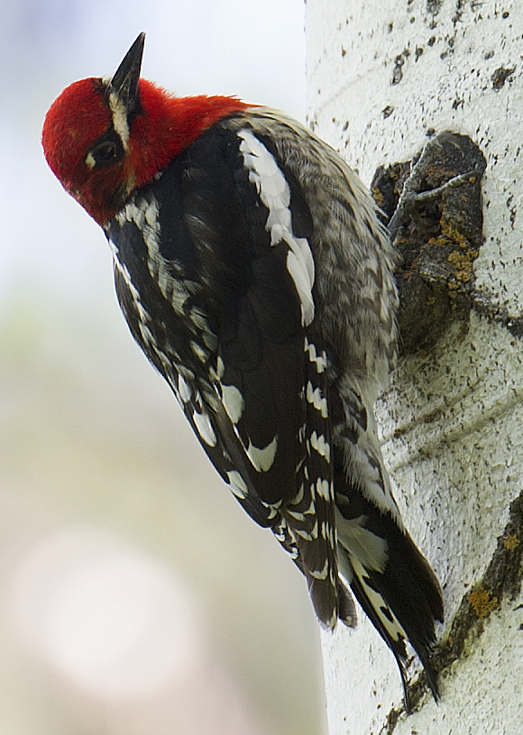 Red-breasted Sapsucker - johnny powell