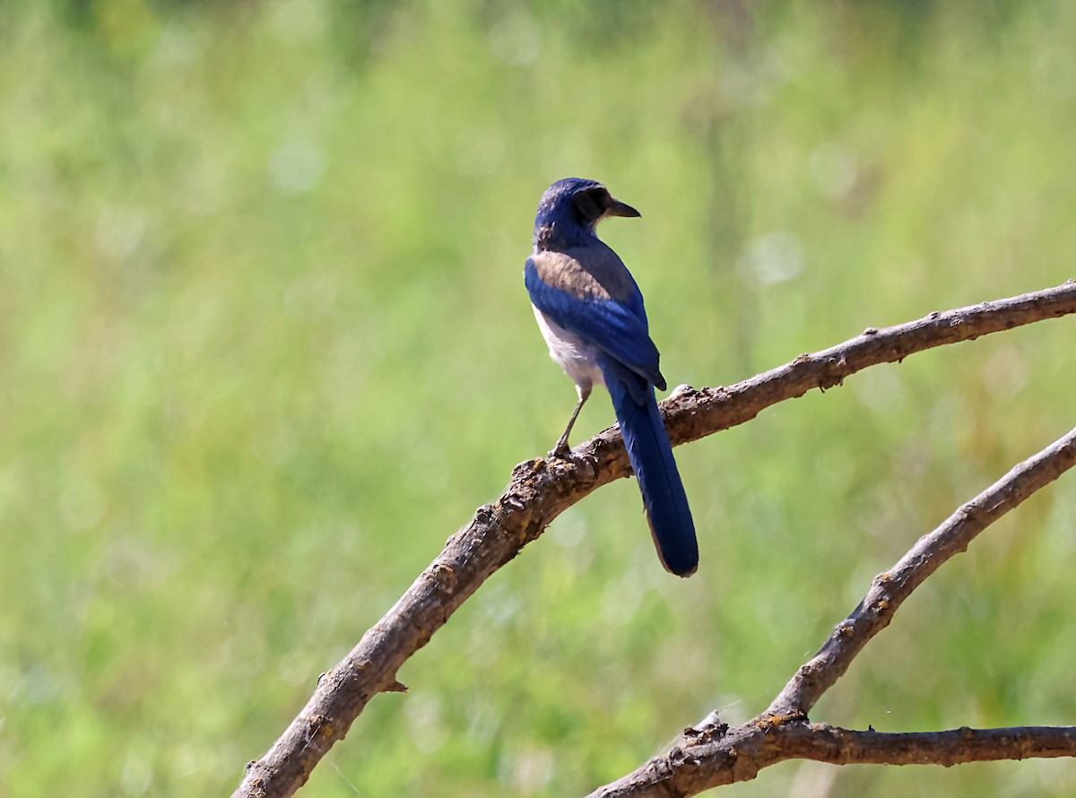 California Scrub-Jay - Karen Skelton