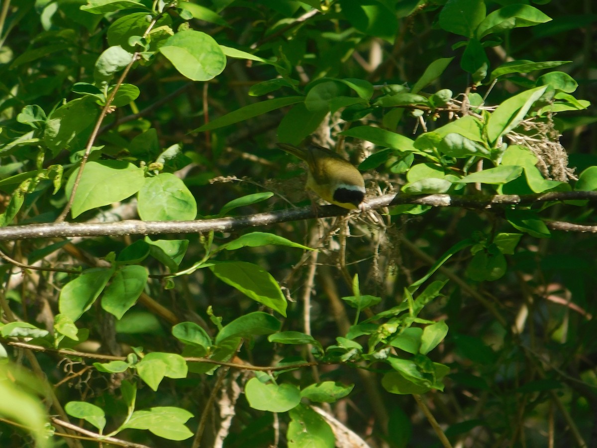 Common Yellowthroat - Arrow Z L