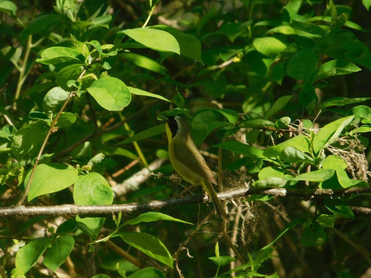 Common Yellowthroat - Arrow Z L