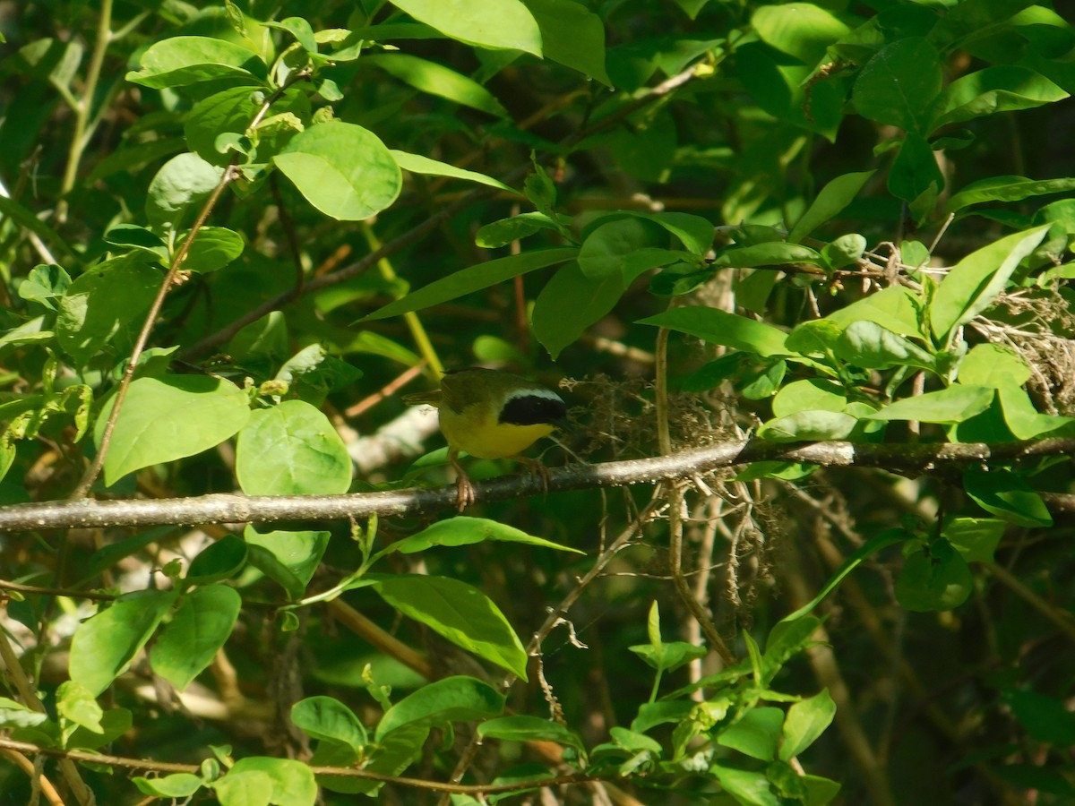 Common Yellowthroat - Arrow Z L