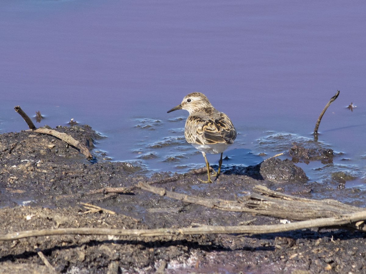 Temminck's Stint - Boris Georgi