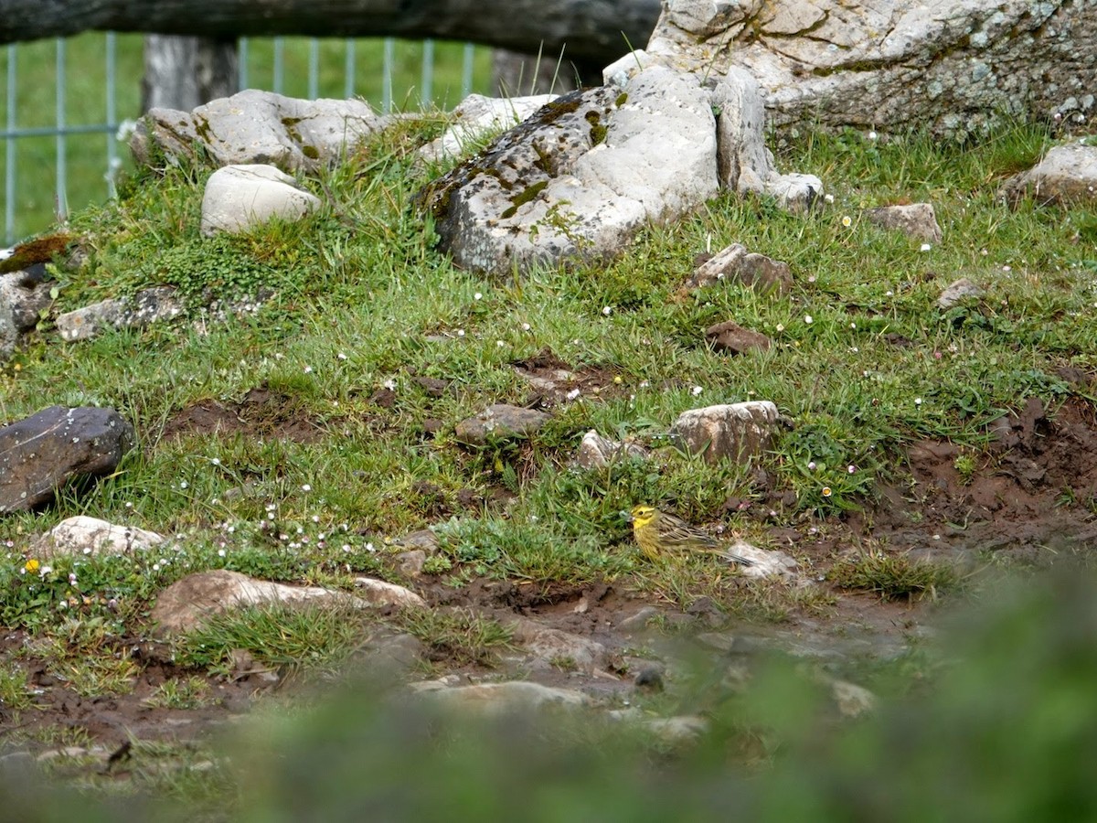 Yellowhammer - Seppo Hjerppe